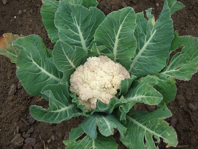 Coliflor a punto para ser recolectada